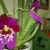 Unsere Orchidee